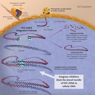 Illustration for article titled One dose of new possible HIV drug can protect for months